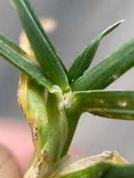 Attēlu rezultāti vaicājumam “Poa humilis”