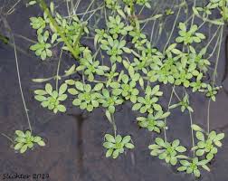 Attēlu rezultāti vaicājumam “Callitriche verna flower”