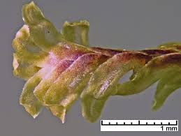 Attēlu rezultāti vaicājumam “Diplophyllum albicans”