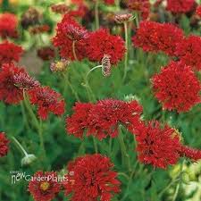 Image result for Gaillardia