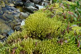 Attēlu rezultāti vaicājumam “Bryum schleicheri”