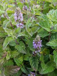 Attēlu rezultāti vaicājumam “Mentha x piperita”