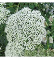 Attēlu rezultāti vaicājumam “Cenolophium denudatum leaf”