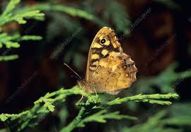 Attēlu rezultāti vaicājumam “Pararge aegeria underside”