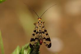 Attēlu rezultāti vaicājumam “Panorpa communis imago”