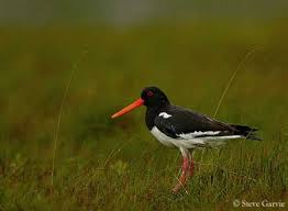 Attēlu rezultāti vaicājumam “Haematopus ostralegus adult”