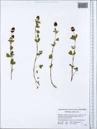 Attēlu rezultāti vaicājumam “Trifolium spadiceum”