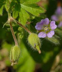 Attēlu rezultāti vaicājumam “Geranium pusillum leaf”