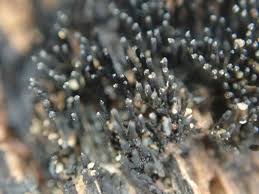 Attēlu rezultāti vaicājumam “Enerthenema papillatum stalked”