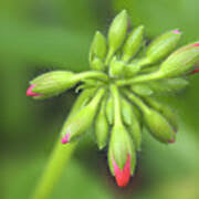 Attēlu rezultāti vaicājumam “Geranium bohemicum bud”