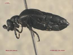 Attēlu rezultāti vaicājumam “Meloe sp. imago”