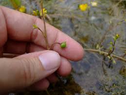 Attēlu rezultāti vaicājumam “Utricularia vulgaris flower”