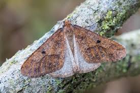 Attēlu rezultāti vaicājumam “Erannis defoliaria imago”