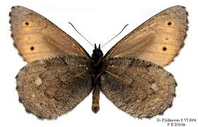 Attēlu rezultāti vaicājumam “Oeneis jutta”