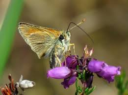 Attēlu rezultāti vaicājumam “Thymelicus sylvestris female”