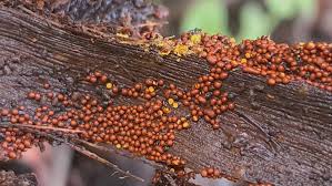 Attēlu rezultāti vaicājumam “Perichaena corticalis macro”