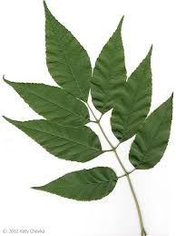 Attēlu rezultāti vaicājumam “Fraxinus pennsylvanica leaf”