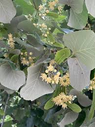 Attēlu rezultāti vaicājumam “Tilia tomentosa flower”