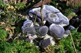 Attēlu rezultāti vaicājumam “Phellodon niger”