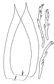 Attēlu rezultāti vaicājumam “Pseudotaxiphyllum elegans macro”