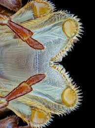 Attēlu rezultāti vaicājumam “Vespula germanica male”