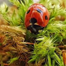 Attēlu rezultāti vaicājumam “Coccinella septempunctata”