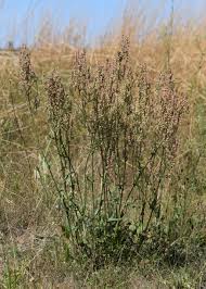 Attēlu rezultāti vaicājumam “Rumex thyrsiflorus”