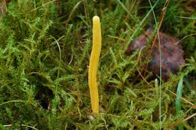 Attēlu rezultāti vaicājumam “Clavulinopsis helvola”