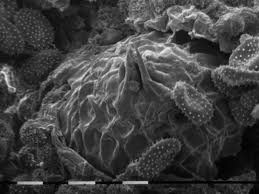 Attēlu rezultāti vaicājumam “Melampsoridium sp.”