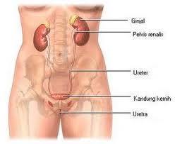 images?q=tbn:ANd9GcROArPPE6-9riBde-k0dt5-muOR8nNtddxjB974e4obYcDad37Ieg