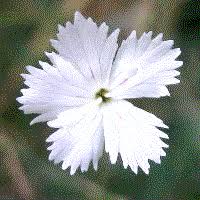 Attēlu rezultāti vaicājumam “Caryophyllaceae”