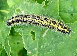 Attēlu rezultāti vaicājumam “Pieris brassicae underside”