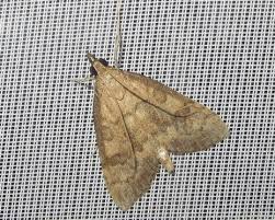 Attēlu rezultāti vaicājumam “Udea fulvalis”