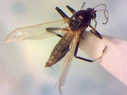 Attēlu rezultāti vaicājumam “Ptychoptera sp.”