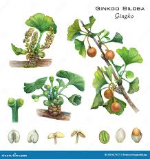 Attēlu rezultāti vaicājumam “Ginkgo biloba female flower”