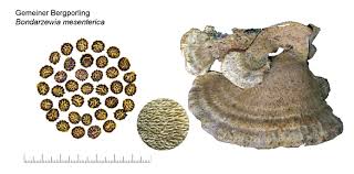 Attēlu rezultāti vaicājumam “Bondarzewia mesenterica”