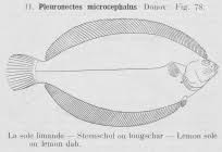 Image result for Microstomus kitt