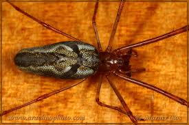 Attēlu rezultāti vaicājumam “Tetragnatha montana”