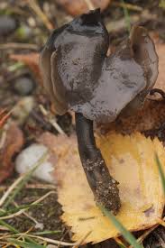 Attēlu rezultāti vaicājumam “Helvella atra”