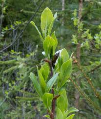 Attēlu rezultāti vaicājumam “Salix myrsinifolia”