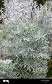 Image result for Cineraria maritima