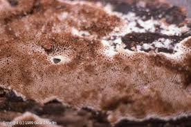 Attēlu rezultāti vaicājumam “Elmerina caryae”