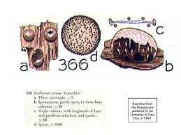Attēlu rezultāti vaicājumam “Stemonitopsis gracilis spores”