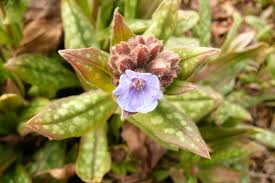 Attēlu rezultāti vaicājumam “Pulmonaria saccharata leaf”