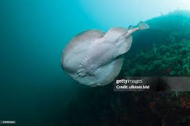 Image result for Torpedo marmorata