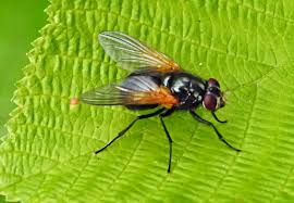 Attēlu rezultāti vaicājumam “Muscidae”