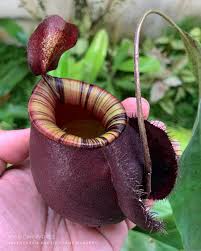 Attēlu rezultāti vaicājumam “Bulbochaete mirabilis”