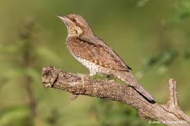 Attēlu rezultāti vaicājumam “Jynx torquilla adult”