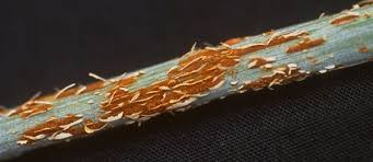 Attēlu rezultāti vaicājumam “Puccinia agrostidis”