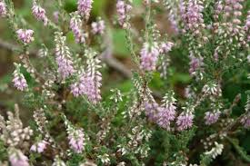Attēlu rezultāti vaicājumam “Calluna vulgaris flower”
